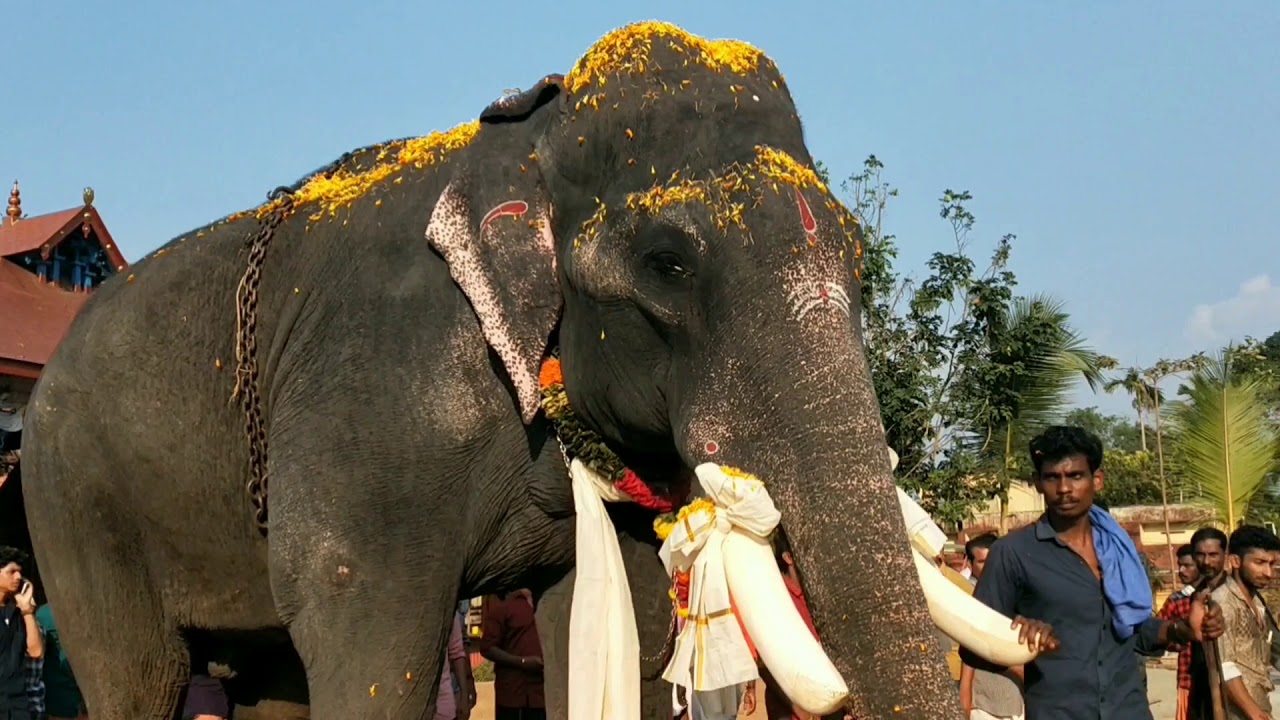 മലയാലപ്പുഴ രാജന്റെ പട്ടാഭിഷേകം |Malayalapuzha Rajan | Aranmula Temple | Elephants in Kerala