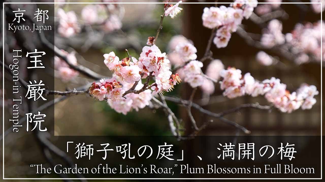 早春の京都・梅 〜 宝厳院 獅子吼の庭〜 苔むす獅子岩で有名な天龍寺塔頭の寺院。境内の満開の梅をご覧ください[No.648]