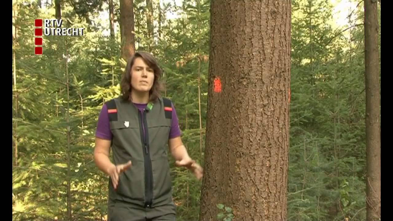 Staatsbosbeheer kapt bomen