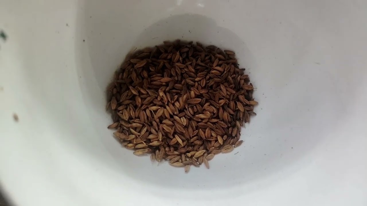  আজ কের মেনু গরম গরম ভাত ও সুকতোর তরকারি।                       দারুন সাদ🤤। 