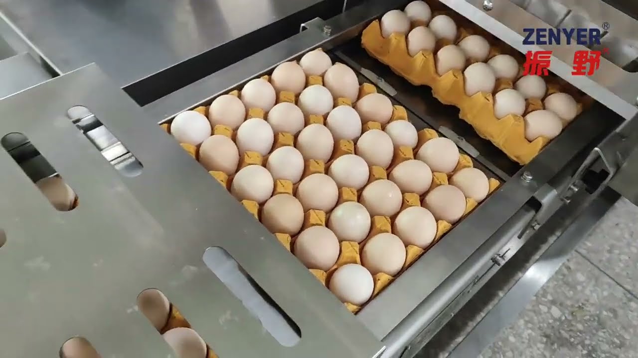 ZENYER 713AS egg farm packer farm packing machine 30000 eggs/hour with auto de-stacking de-nesting