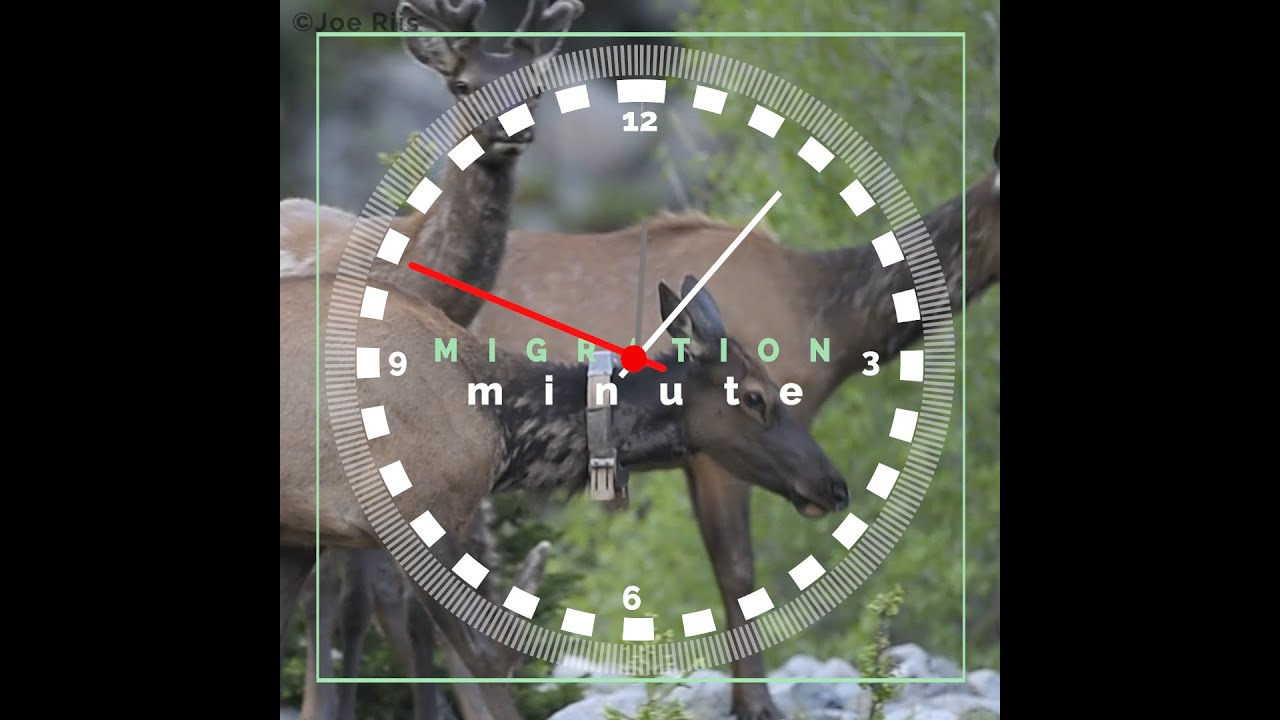 MIGRATION MINUTE EP. 7 || THE MAGIC OF MIGRATION SCIENCE IS MATH