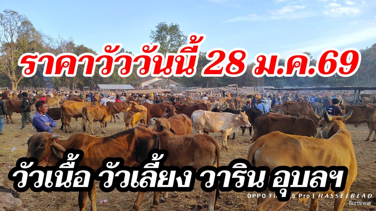 วัวดื้อ บ่ยอมขึ้นรถ ราคาวัววันนี้ 28 ม.ค.69 วารินชำราบ อุบลราชธานี วัวเลี้ยง วัวเนื้อ