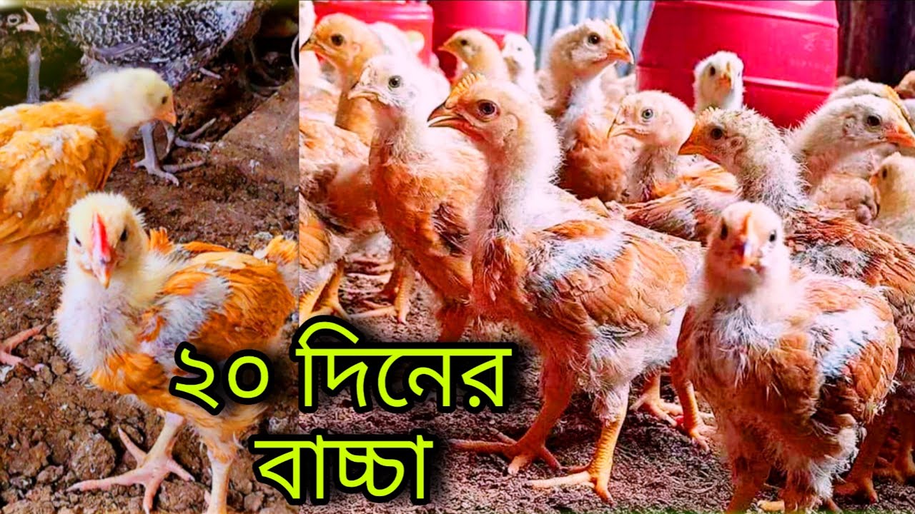 কীভাবে তৈরি করবেন এতো সুন্দর টাইগার মুরগির বাচ্চা 😍 /  টাইগার মুরগি পালন পদ্ধতি /  শখের খামার 