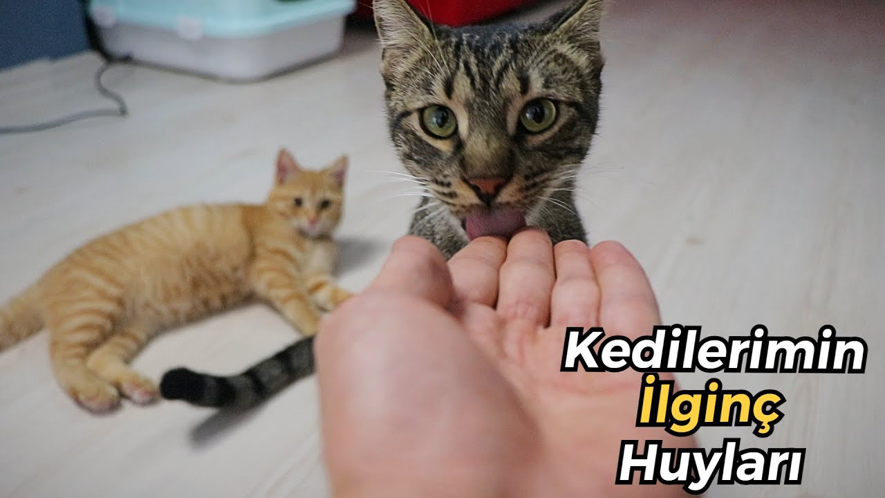 KEDİLERİMİN HUYLARI 😍 (Hüsrev, Misha ve Mantı - Kedilerimin Karakterleri Nasıl?)