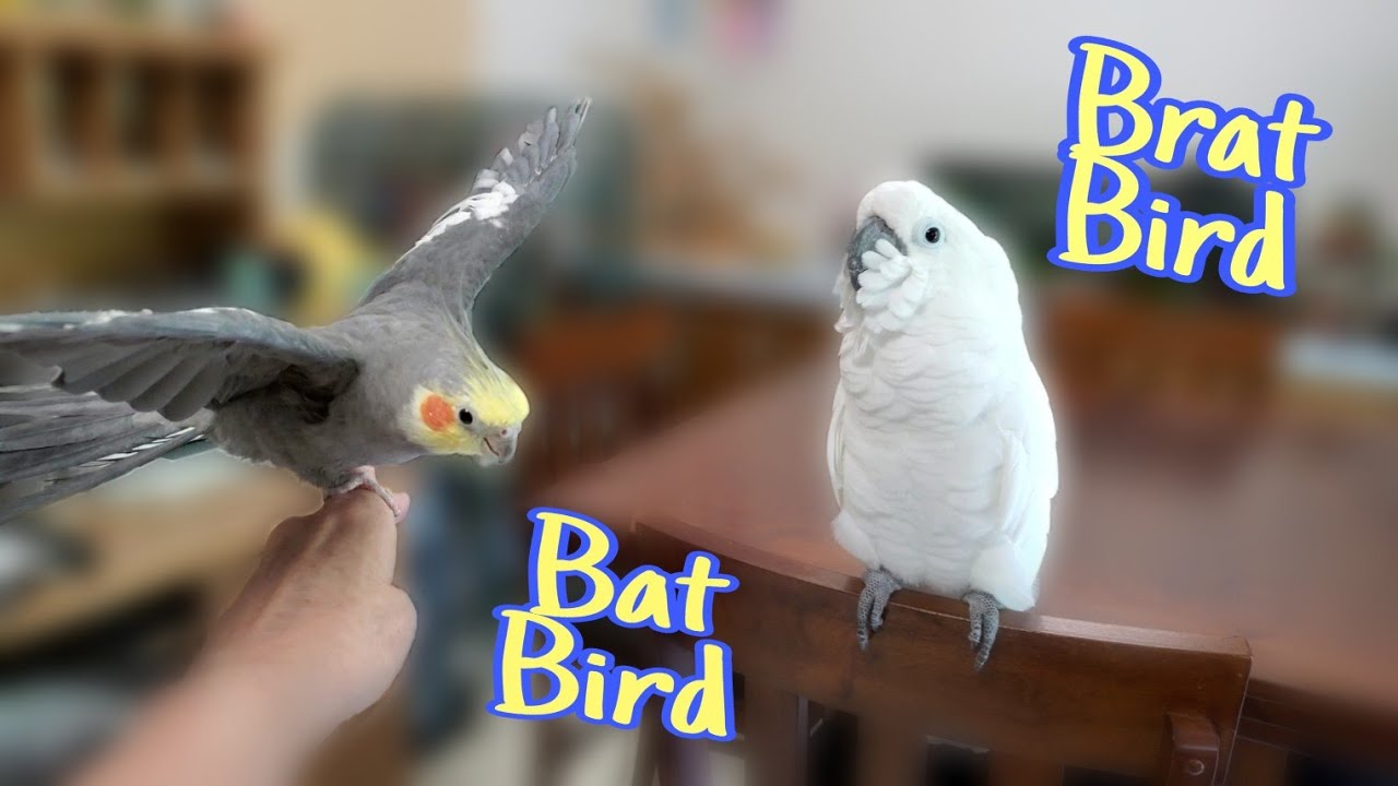 Cockatoo, Cockatiel, and Chickens
