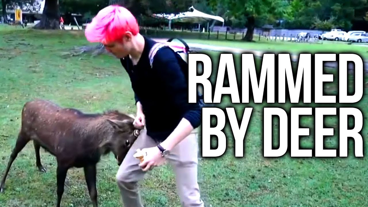 Chance Rammed By a Deer - Japan day 11