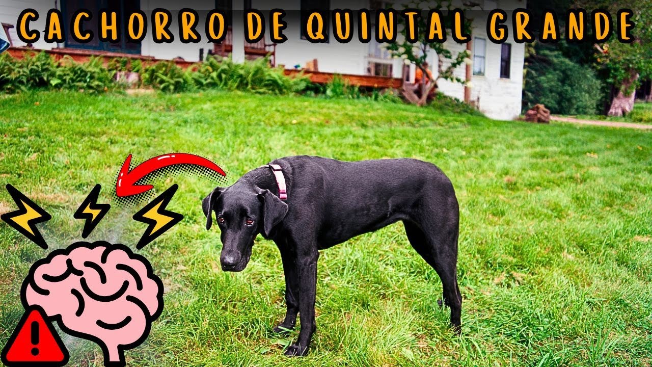 Cachorro de quintal grande também fica estressado e ansioso?