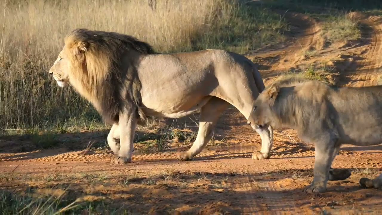 Lion 🦁 A&P world 🦁4k video #shorts