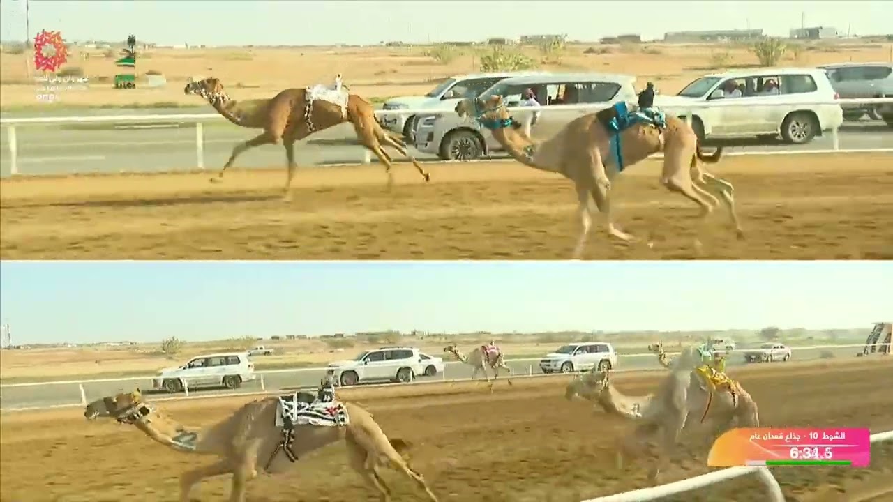 الشوط 10 جذاع قعدان عام صباح يوم الاثنين 08-09-2025 من #مهرجان_ولي_العهد_للهجن 2025