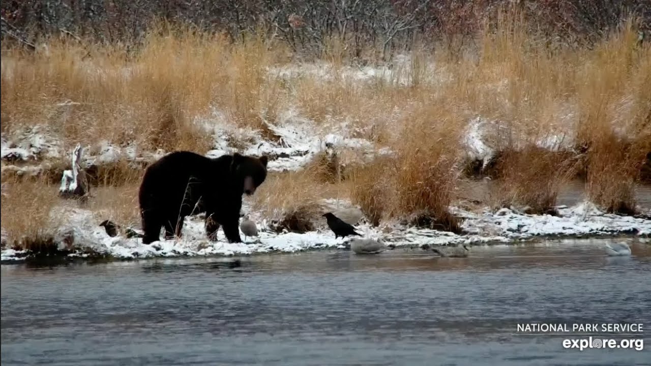 504M on His Search for Snacks - October 23, 2025 (explore.org)