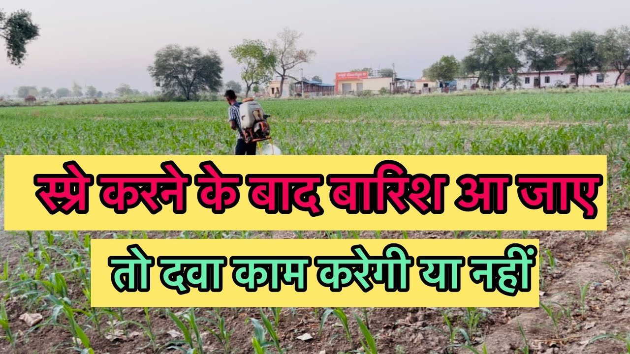 स्प्रे करने के बाद बारिश आ जाए तो दवाई का असर होगा की नहीं || Spray karne ke  baad barish aa jaye