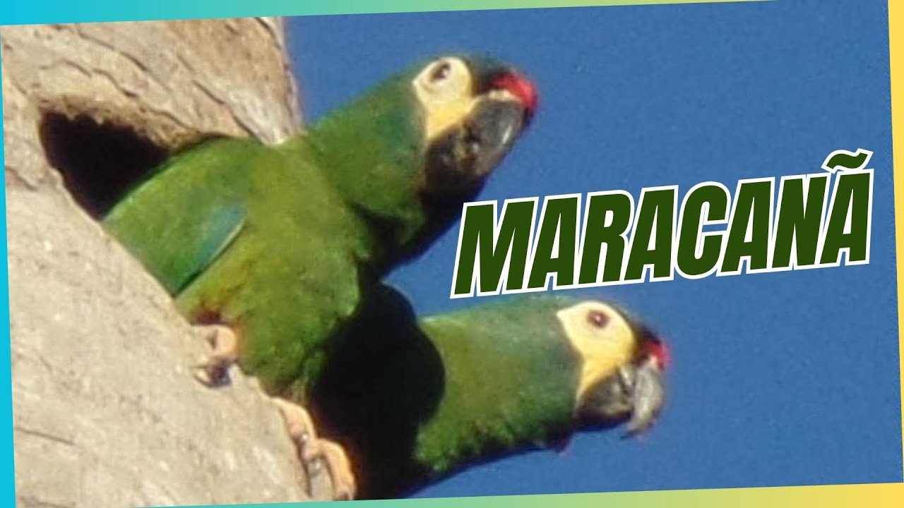 MARACANÃ #aveslivres #freebirds