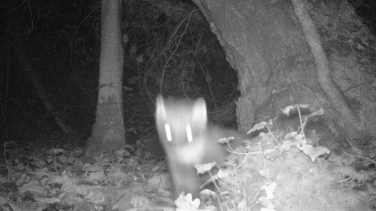 Pine Martin caught on trail cam in irish wood