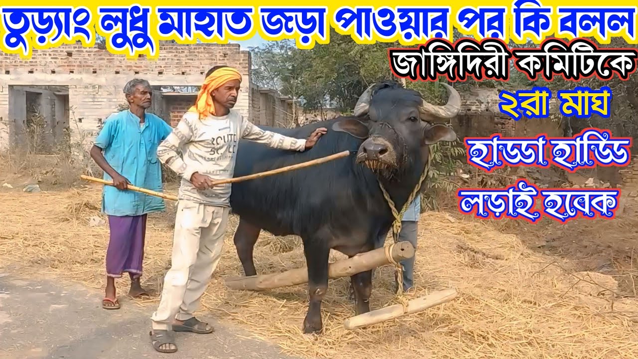 তুড়্যাং লুধু মাহাত জড়া পাওয়ার পর কি বলল ॥ জাঙ্গিদিরী কমিটিকে ॥ Kara Larai Purulia New Update 