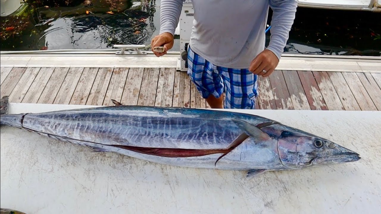 How To Fillet A Wahoo || Fishing Tutorials