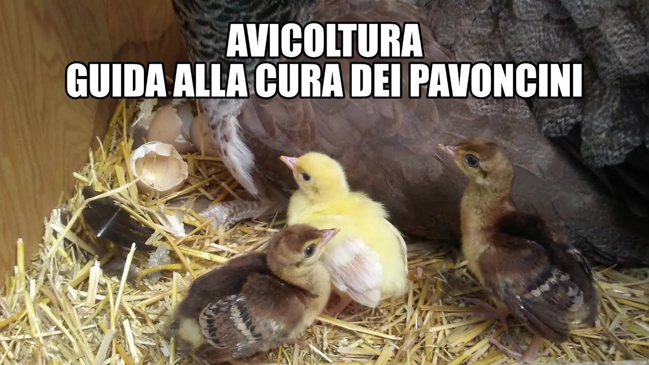 Руководство по уходу за птицей за павлинами🦚