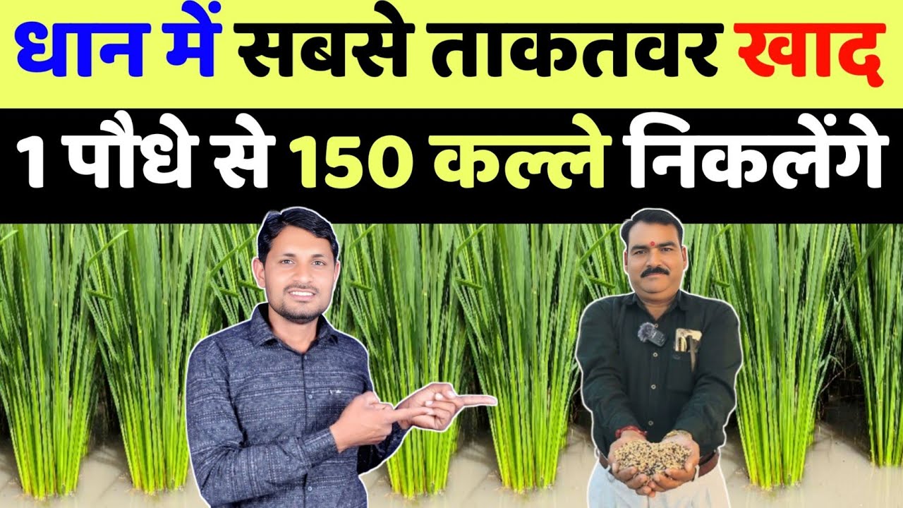 धान में पहला चमत्कारी खाद | dhan me kalle kaise badhaye | dhan me pahli khad me kya dale