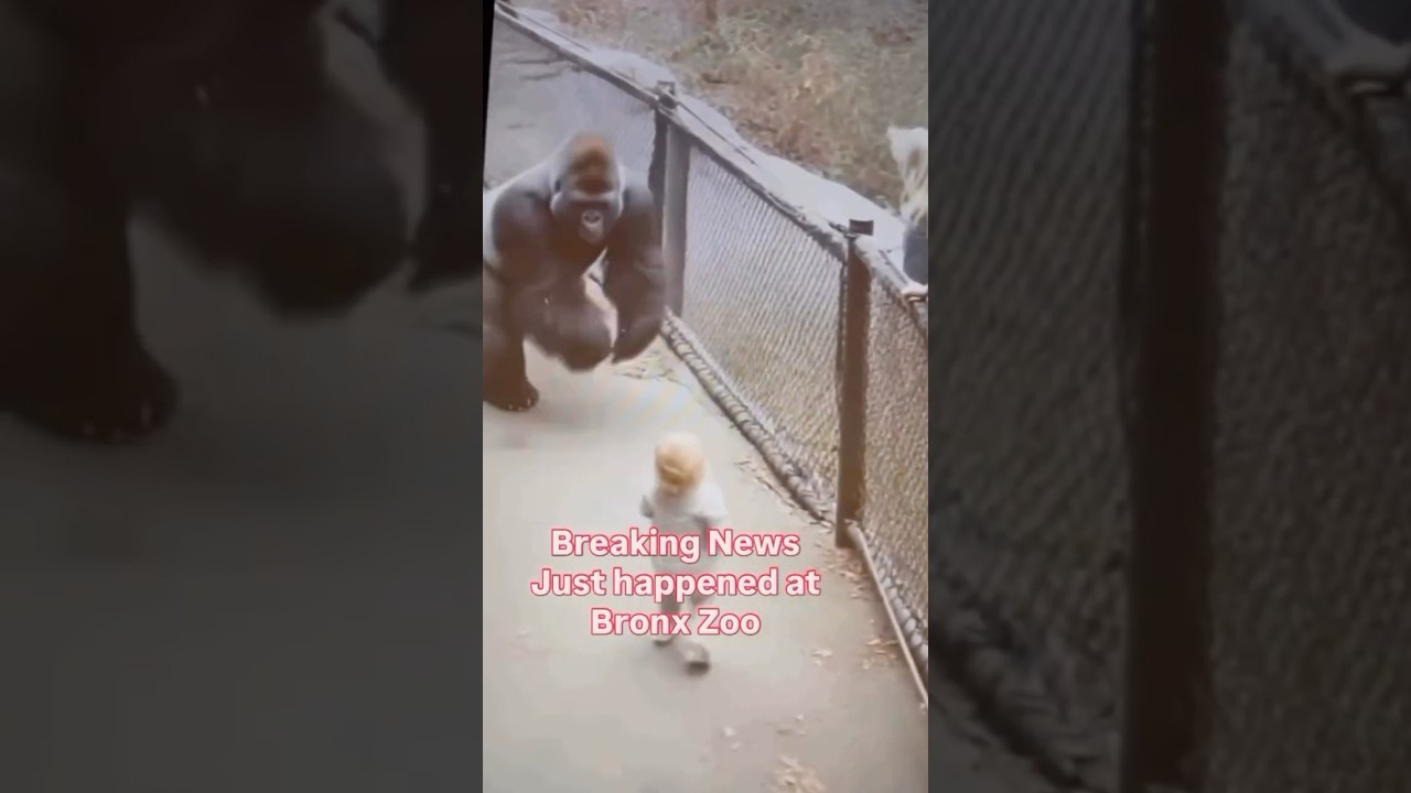 Gorilla Saves Baby  #Rescue #ViralVideo #trending Shorts