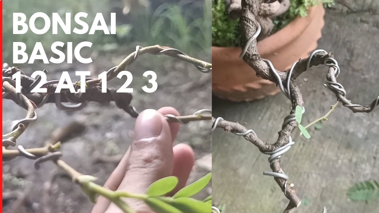 Bonsai basic 1 2 and 1 2 3.tara at alamin.