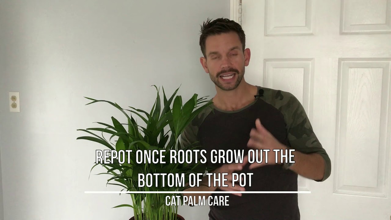 Purrfect Interior Plant Pick: Cat Palm!