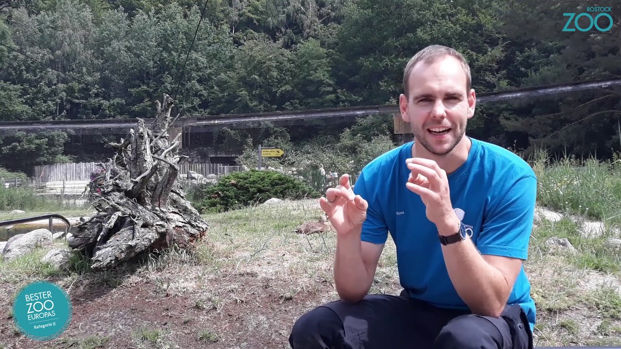 Zootier der Woche: Plüschkopfente