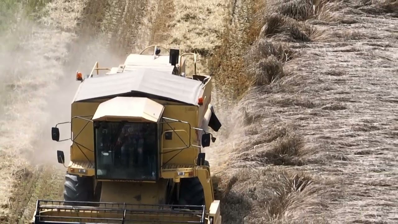 Harvesting wheat with the New Holland TX34 in Woltersum