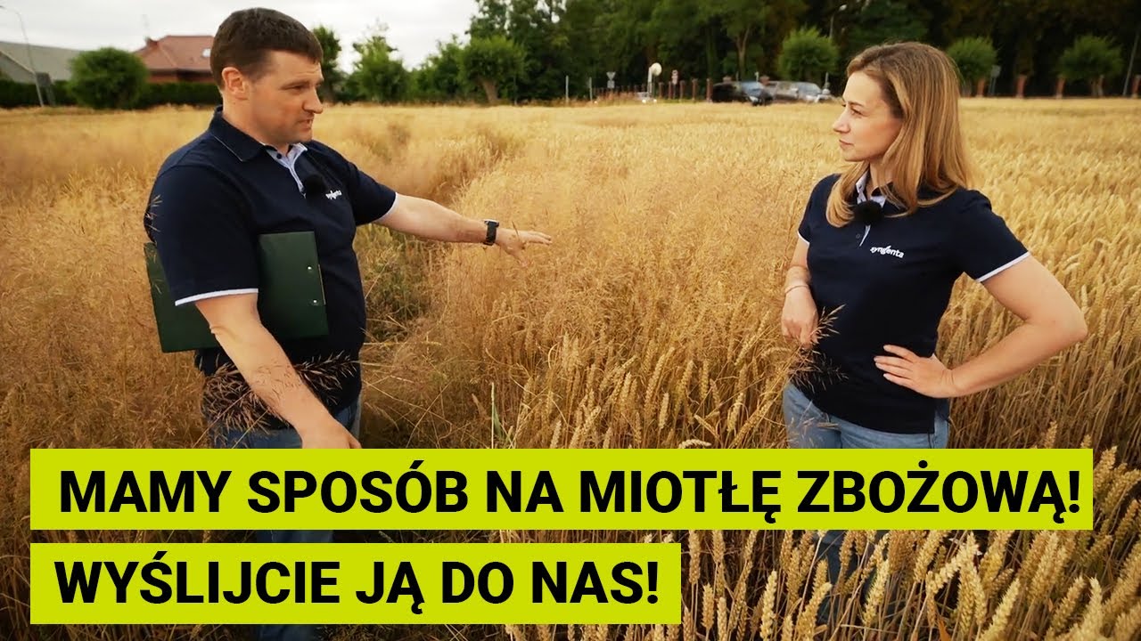 Zwalczanie miotły zbożowej - rozwiązania herbicydowe na jesień i na wiosnę.