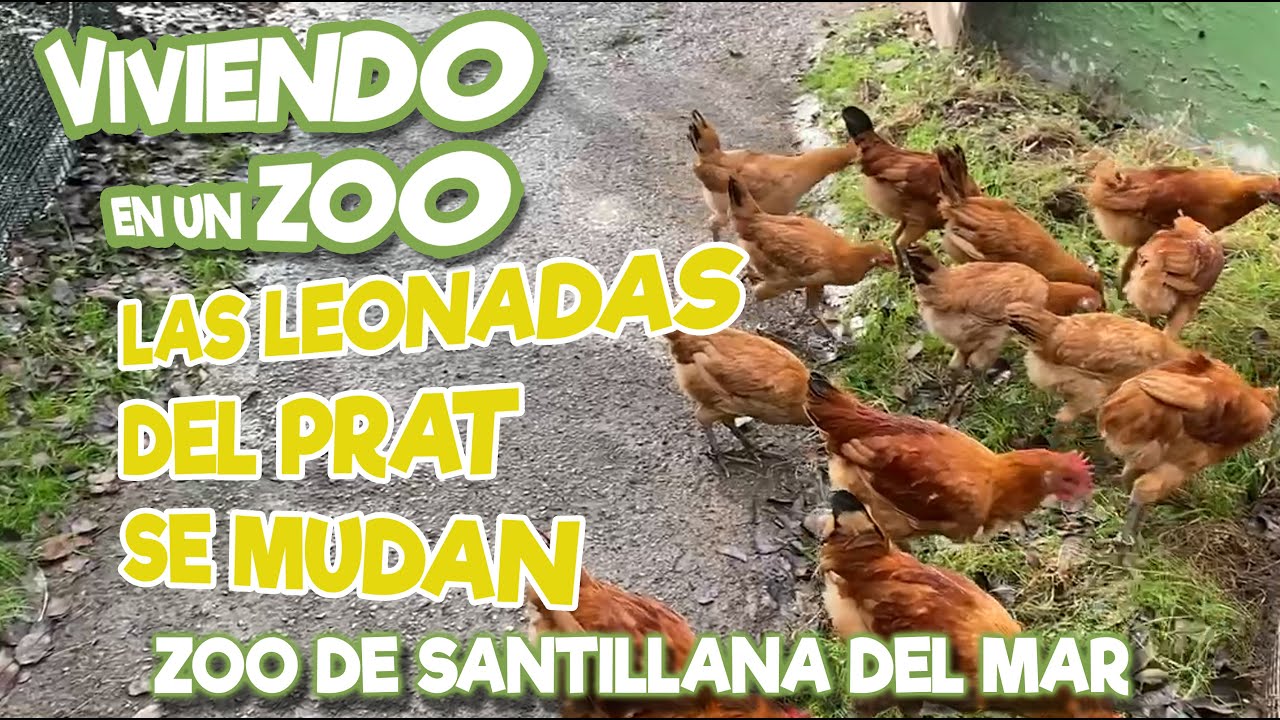Las Leonadas del Prat se mudan