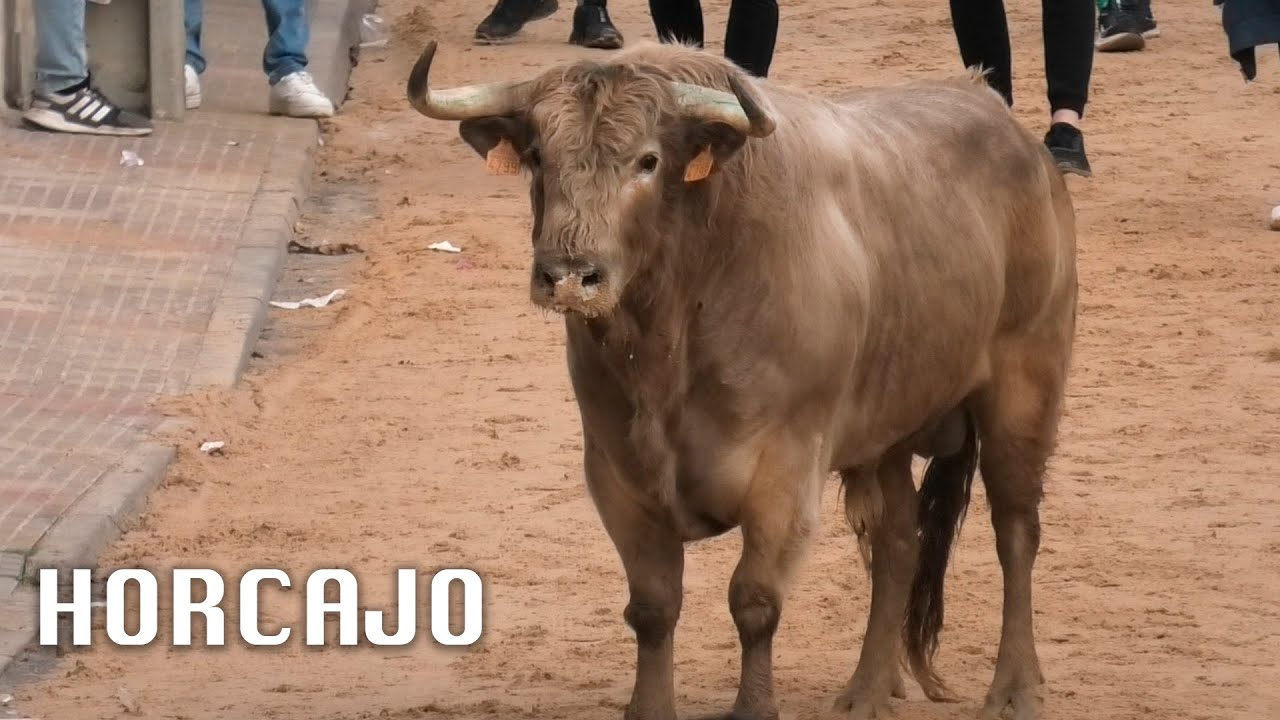 Horcajo de las Torres 2025 Suelta de Toros Bravos