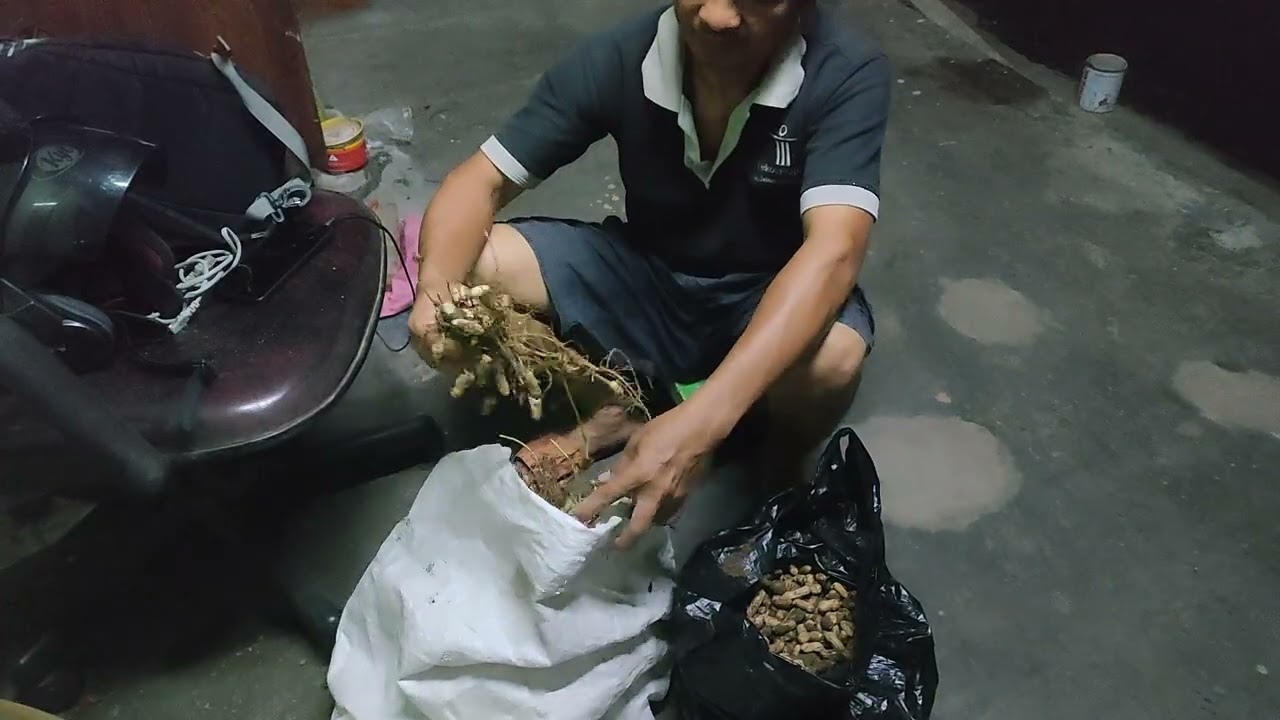 Proses mepreli kacang tanah 