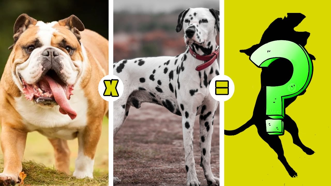 20 Cruces Impresionantes de Razas de Perros