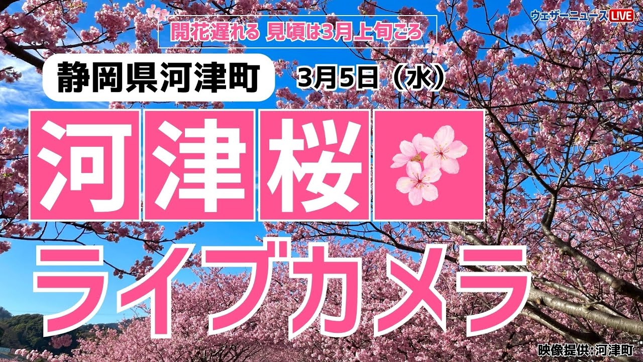 【桜ライブカメラ】河津桜／「静岡県河津町」ライブカメラより/Cherry Blossom Live Camera　 2025年3月5日(水)  #桜  #さくら #河津桜