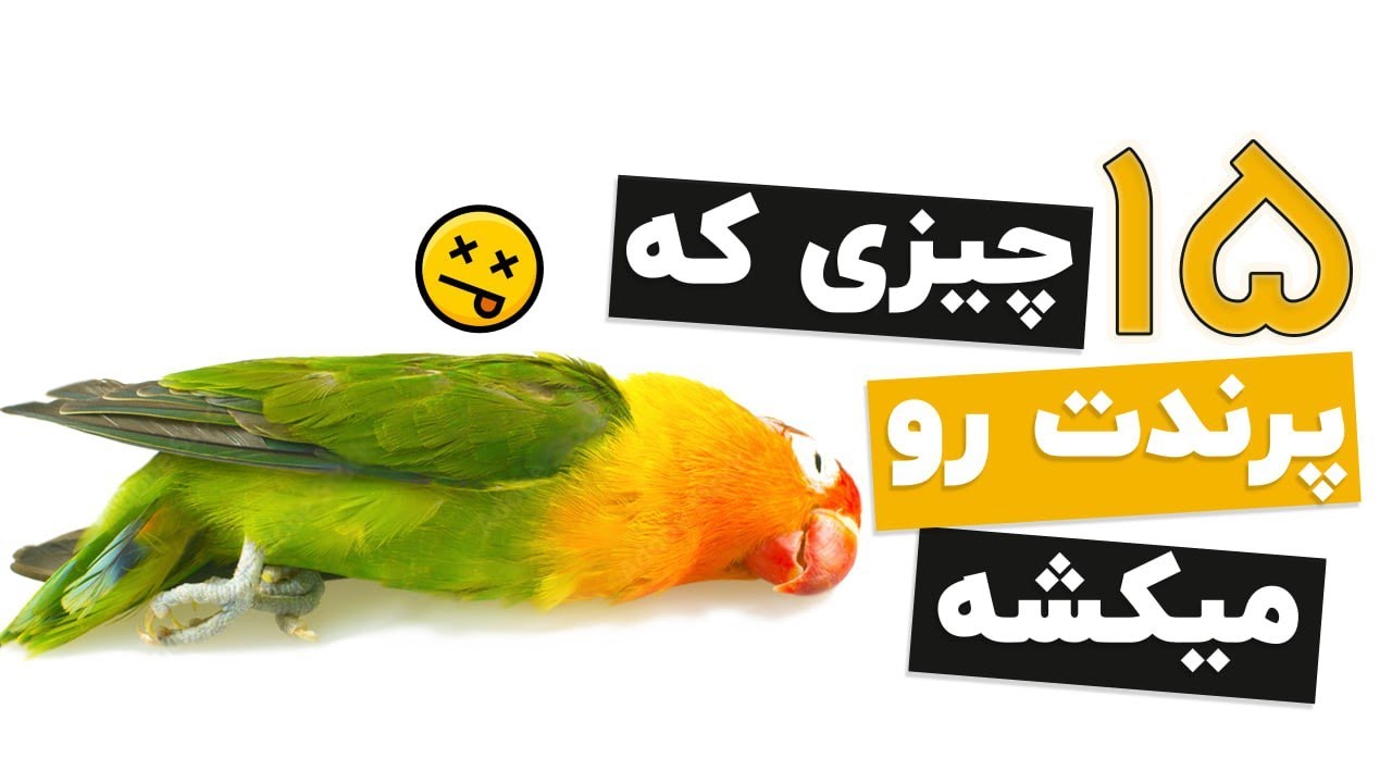 پرنده داری؟ این کارا میتونه بکشدش!☠️😵