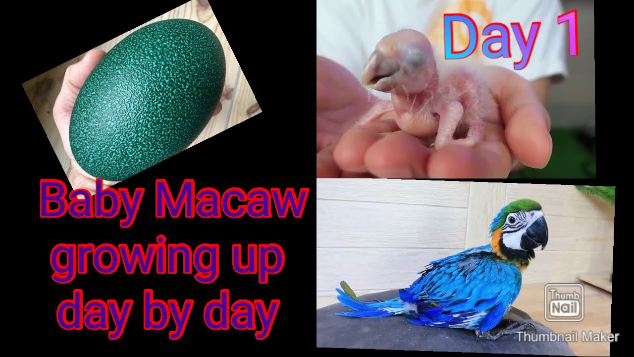 How Baby Macaw Grows up | Baby Macaw Grows From The Hatch Until Yhe Eyes Opened. Macaw Baby Hatching
