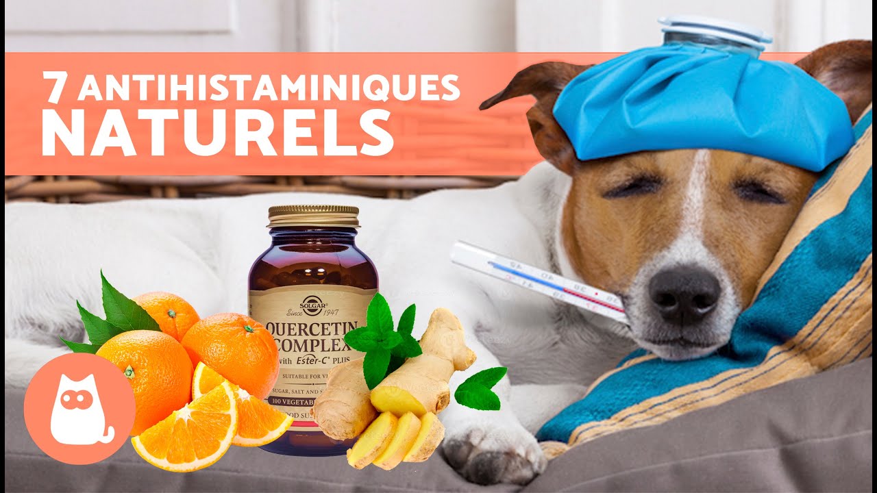 7 REMÈDES MAISON contre les ALLERGIES CHEZ LES CHIENS 🐶✅ (Antihistaminiques naturels)