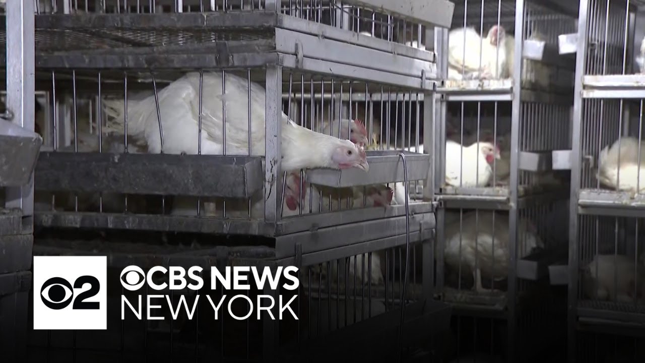 Live poultry markets closing for cleaning in NYC