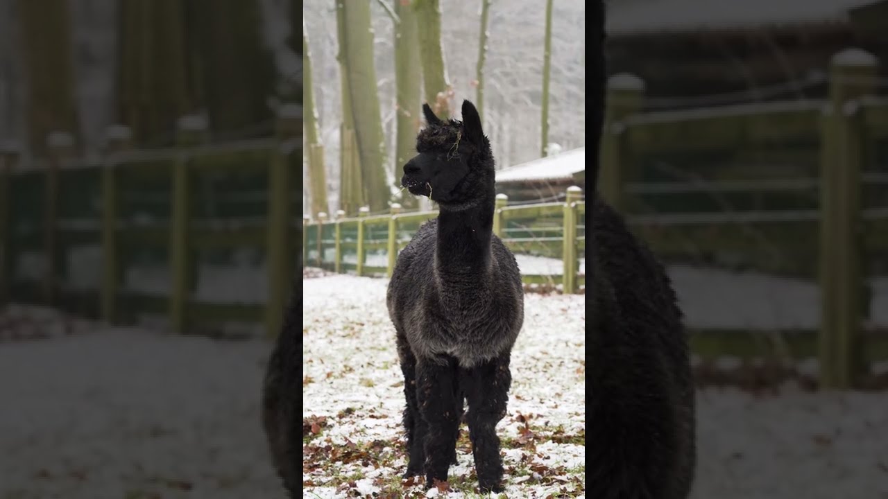 #shorts #viralvideo #animalslover