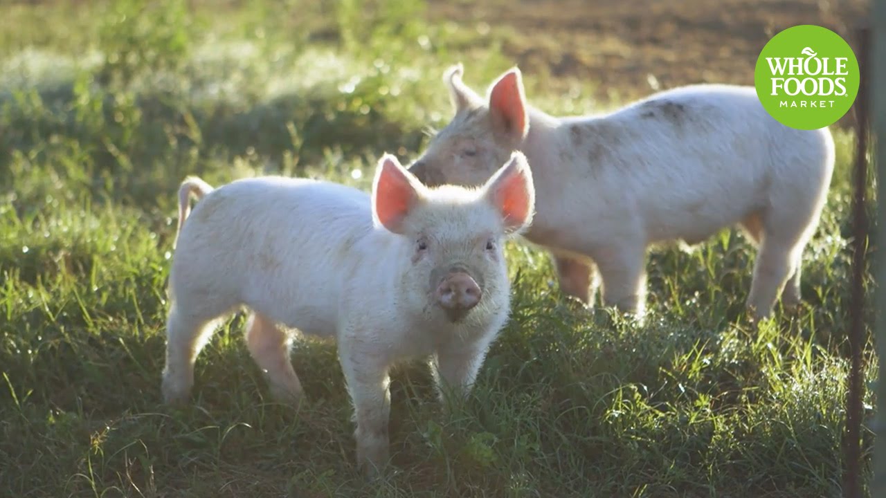 Thompson Farms l Stories From The Field | Whole Foods Market