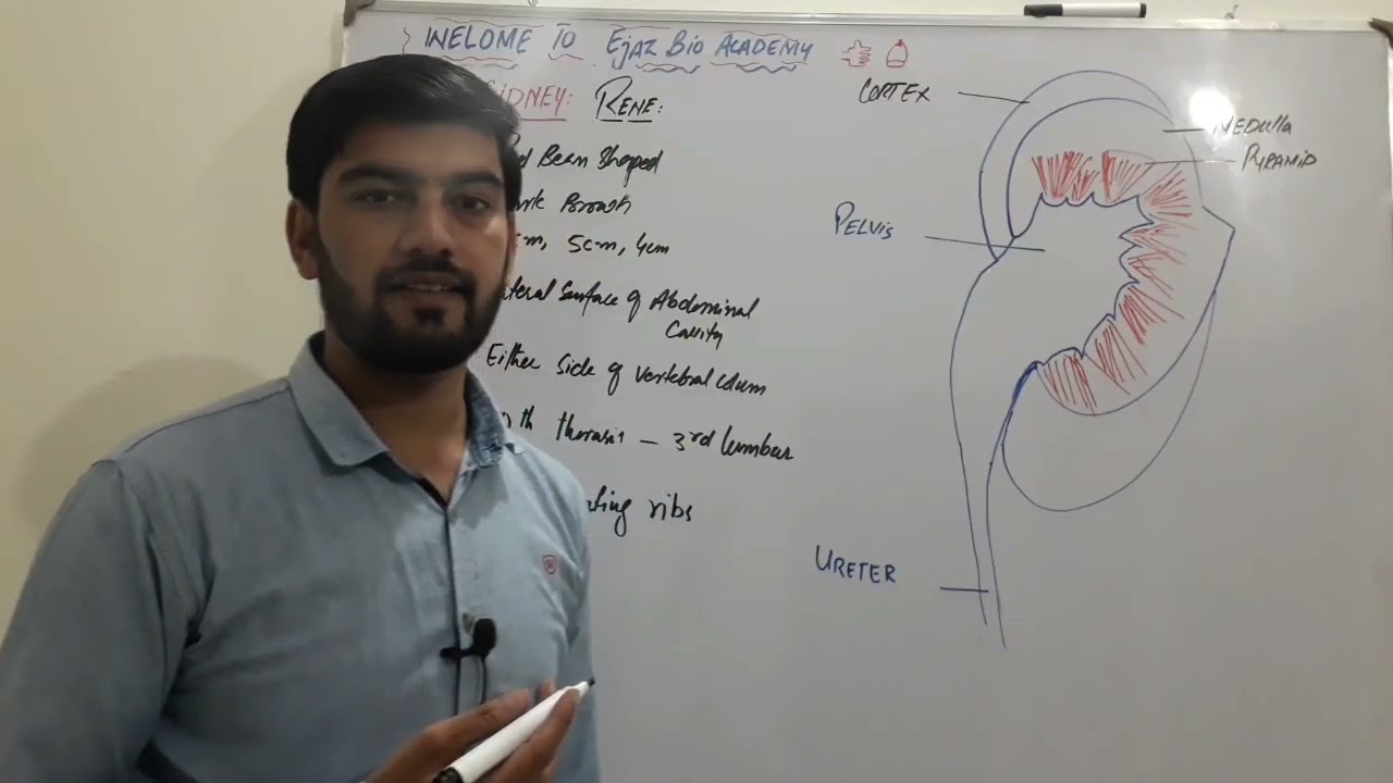 Kidney as a Homeostatic Organ | FSc 2nd Year, A & O Levels, MDCAT Biology | SCORE Online Coaching