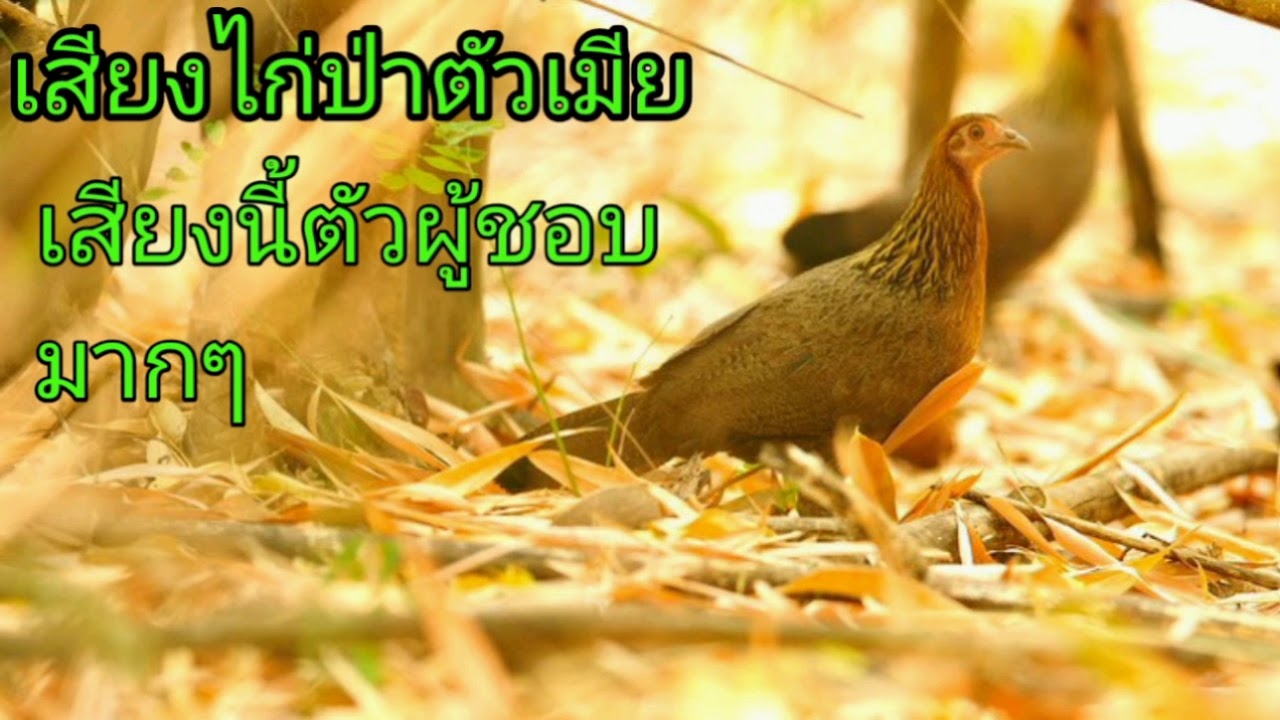 เสียงไก่ป่าตัวเมีย เสียงนี้ไก่ป่าตัวผู้ชอบมากๆ