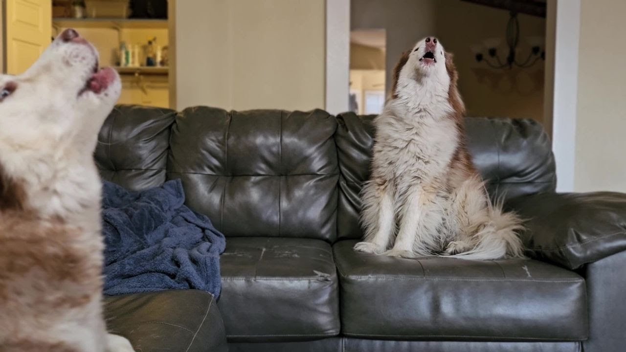Wooly Husky Howls