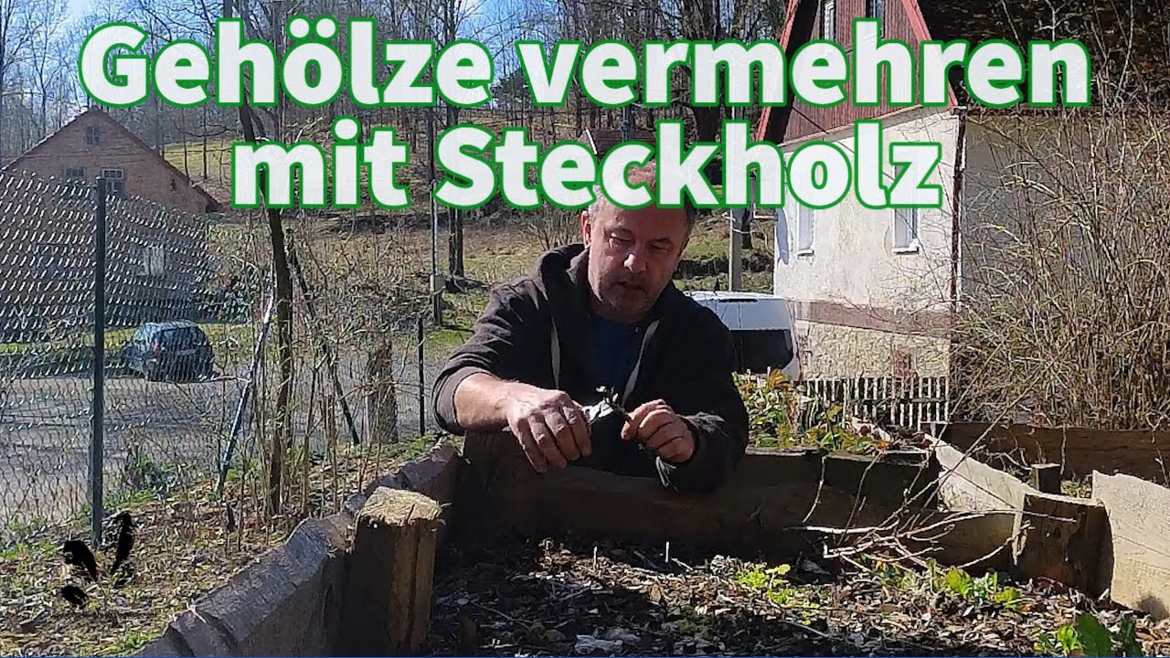 Str&auml;ucher vermehren mit Steckholz - Anleitung wie es geht