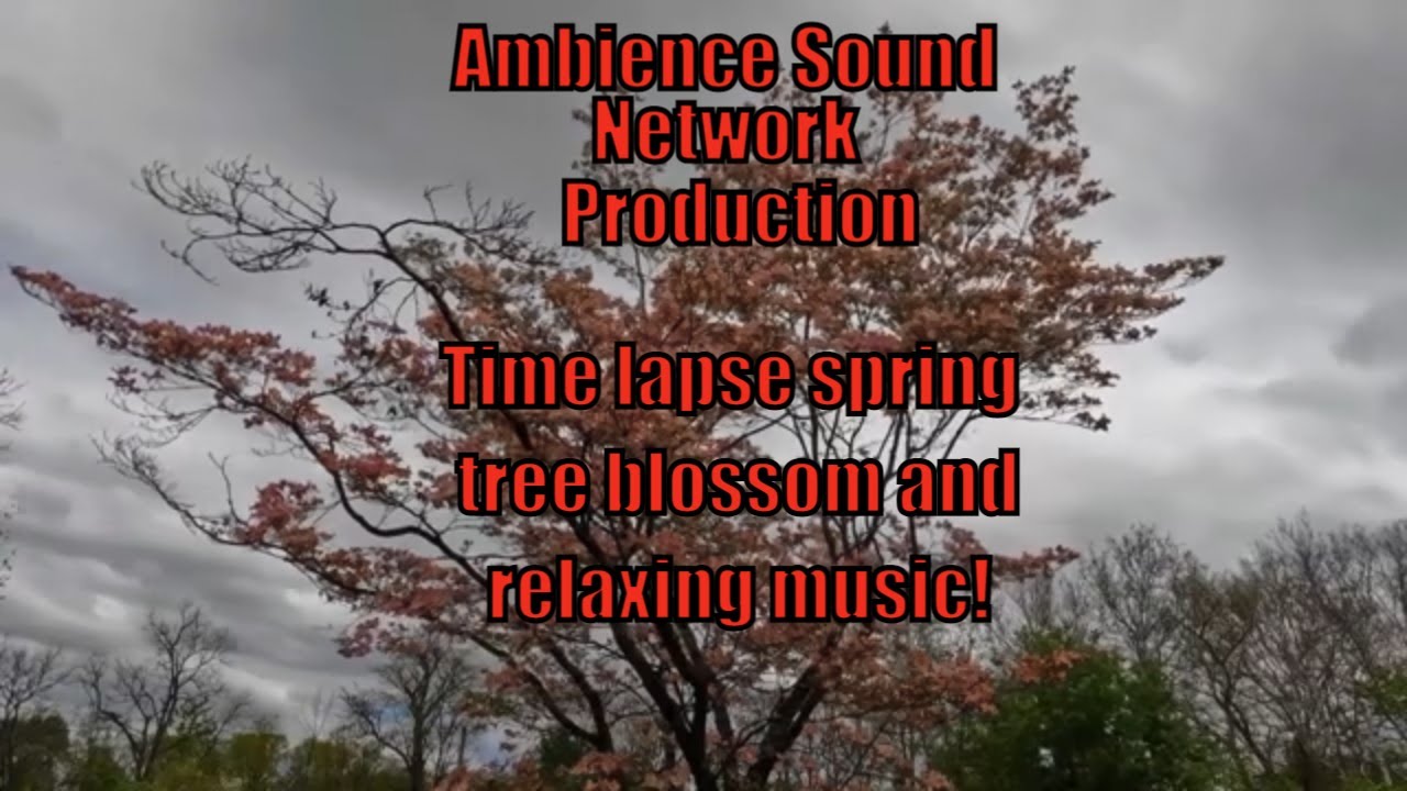 Forest Ambience. Time lapse of Spring Bloom