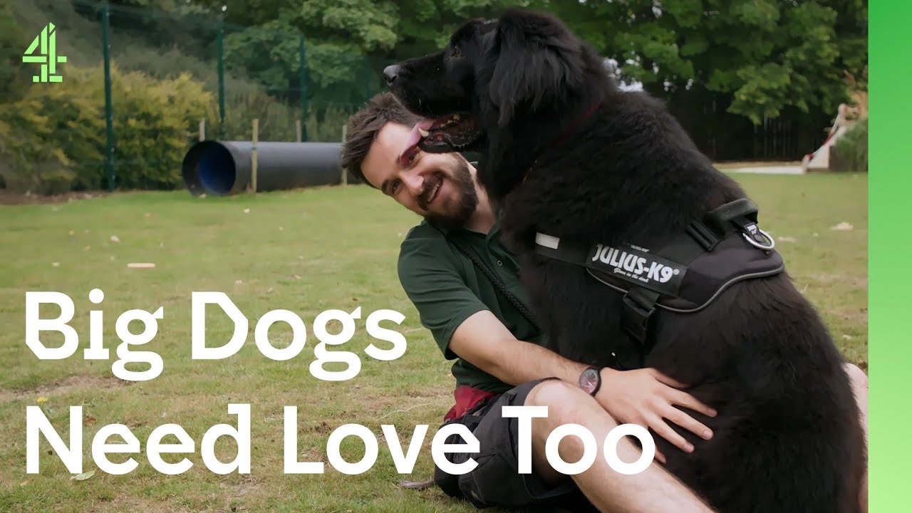 Will these BIG dogs find the love they are looking for? | The Dog House 🐶 | Compilation