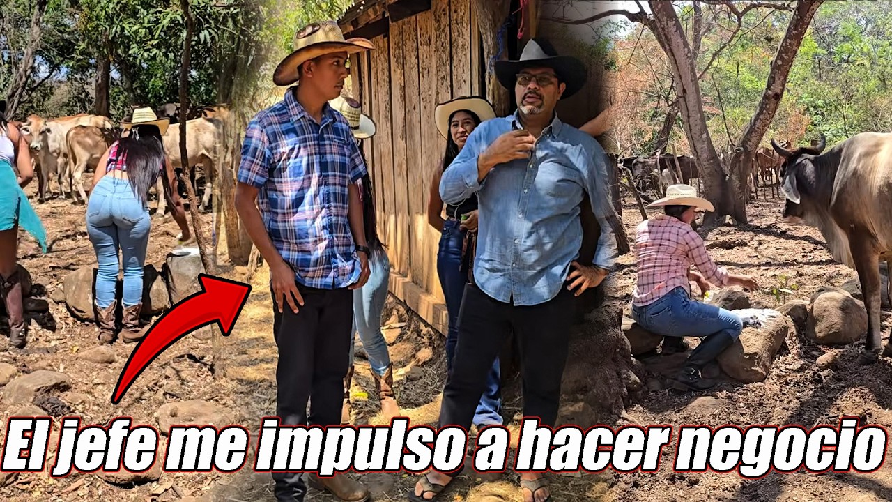 Alimentando el ganado de esta familia vaquera.