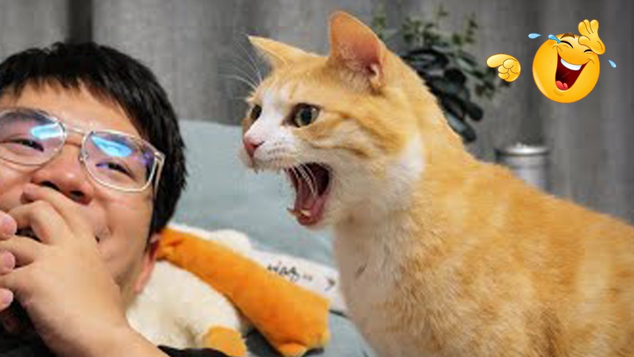 Funniest Cat Moments Ever 😹 | Cats That Will Make You Laugh