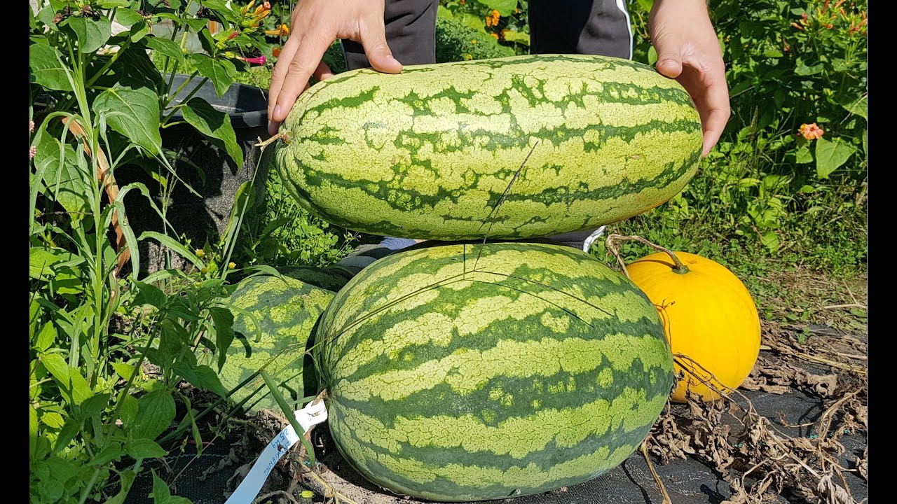 🍉 Polecane przeze mnie wspaniałe odmiany arbuzów - 30 odmian.