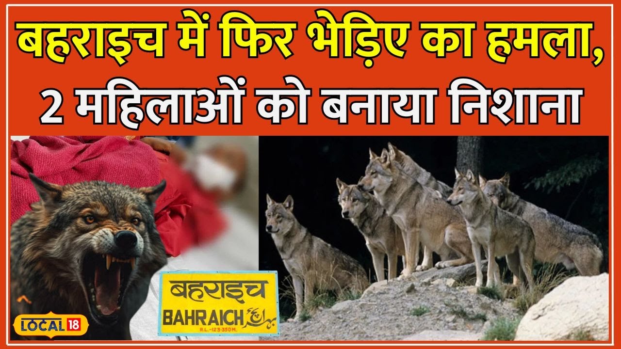Wolf In Bahraich: भेड़िए का 48 घंटे में 5 बार हमला, 2 महीने में 50 से ज्यादा लोग घायल #local18