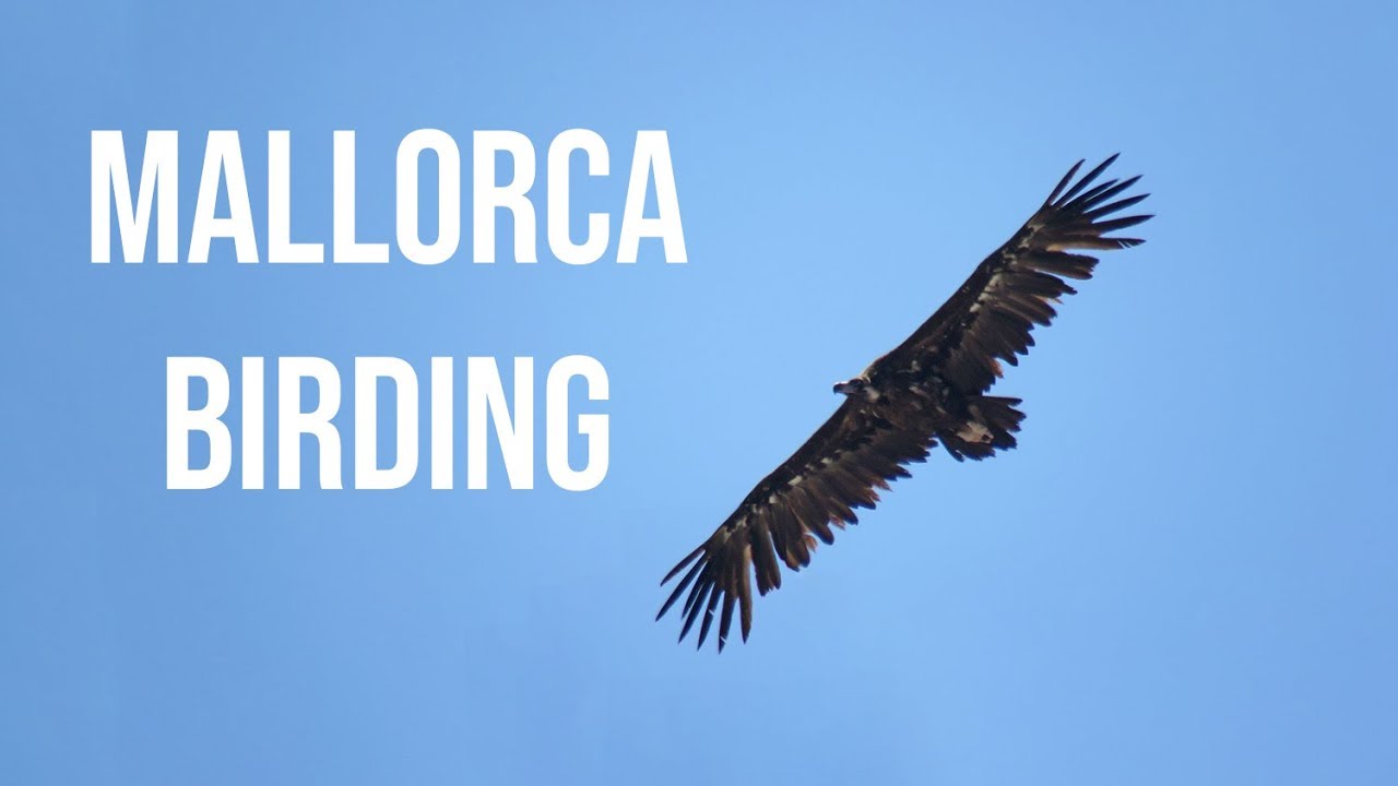 Mallorca Birding 28/06/19 - 05/07/19